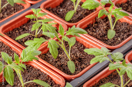 Fresh tomato seedling