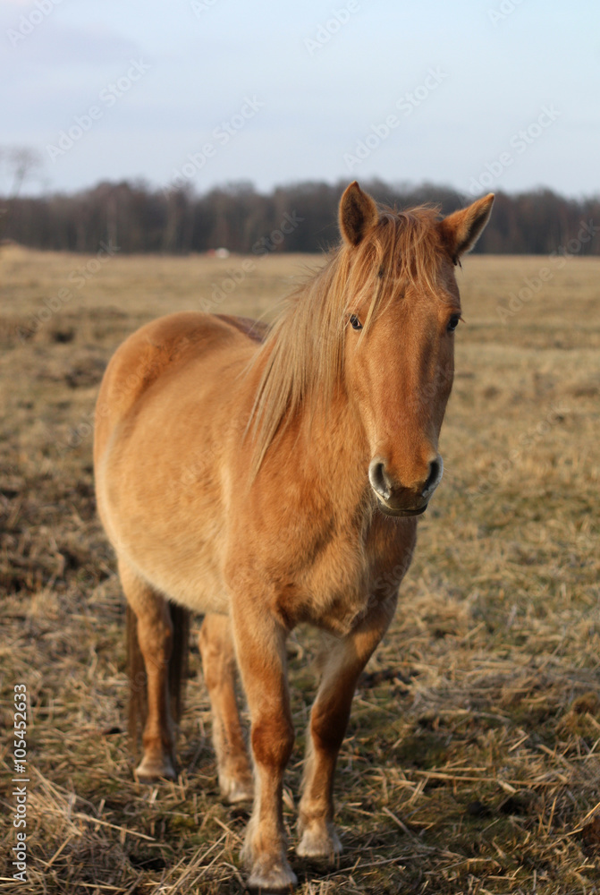 Fototapeta premium Koń