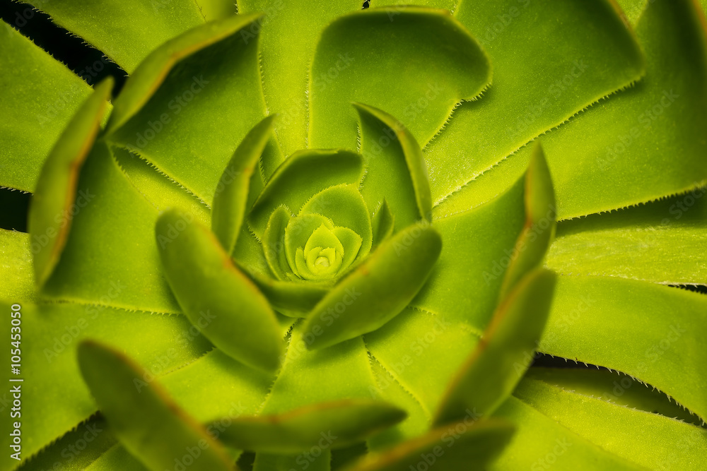Fototapeta premium A Hen and Chicks or Rosette or Stone Lotus or Succulent Plants c