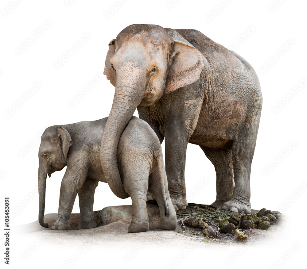 Elephant family isolated