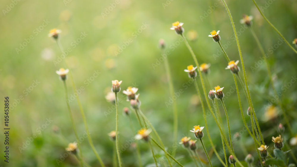 green grass and yellow flowers background with bokeh green grass and yellow flowers background with bokeh