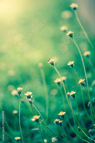 Fototapeta Naklejka Na Ścianę i Meble -  green grass and yellow flowers background with bokeh