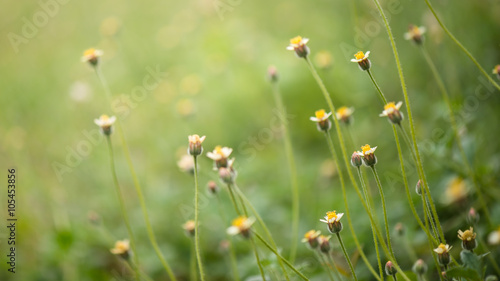 green grass and yellow flowers background with bokeh