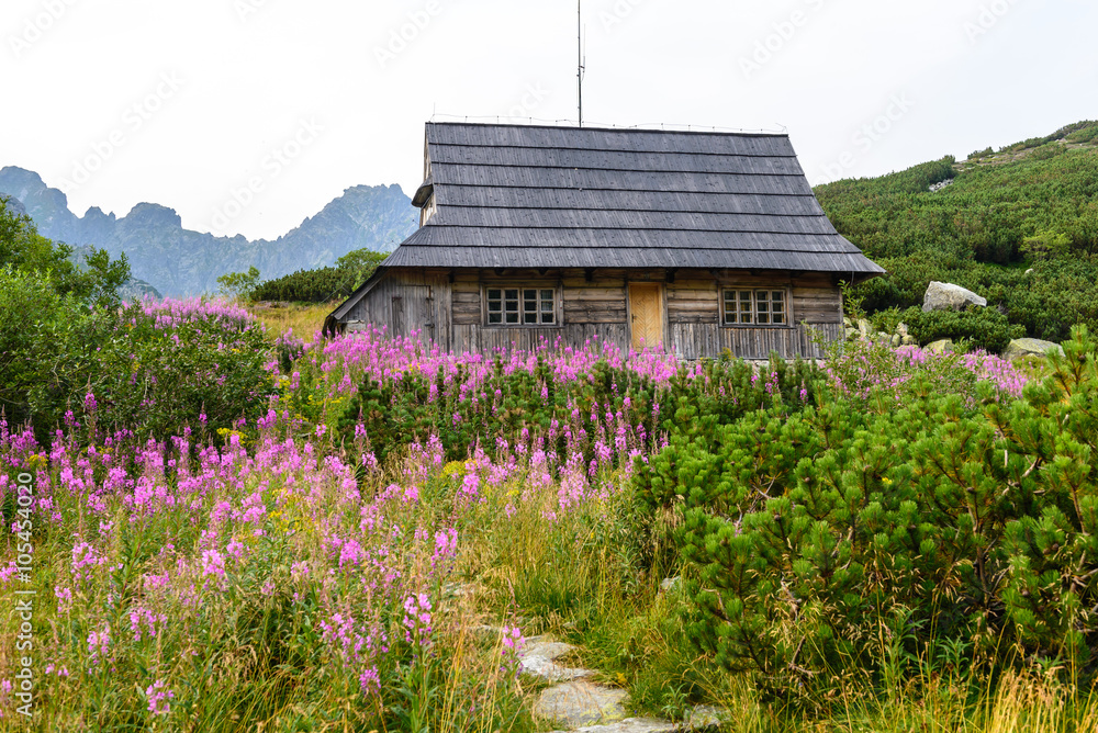 Naklejka premium Wooden hut on flowery meadow in Tatra Mountains