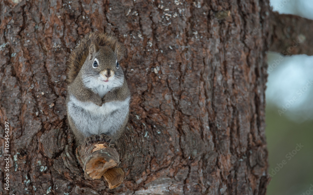 Obraz premium Cute little springtime Red squirrel, close up, Sitting up on a broken branch stump on a Northern Ontario pine tree, paws tucked to chest.