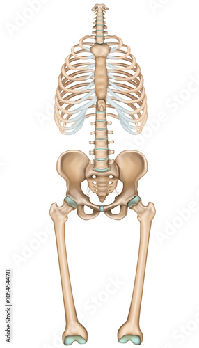 Anatomie Brustkorb, Hüfte und Oberschenkelknochen