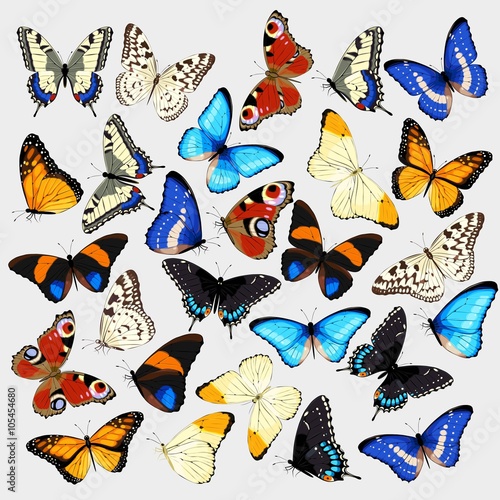 Collection of butterflies
