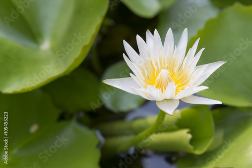 the white lotus or water lilie in the pond with the sunlight scene
