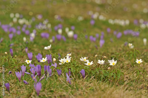 Frühlingsboten im Gebirge