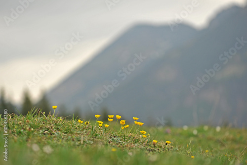 Frühlingsboten im Gebirge