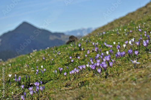 Frühlingsboten im Gebirge