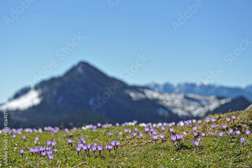 Frühlingsboten im Gebirge