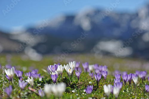 Fr  hlingsboten im Gebirge