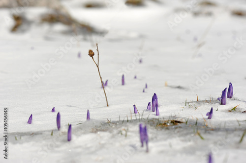 Frühlingsblumen im Schnee