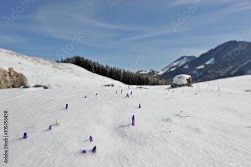 Frühlingsblumen im Schnee