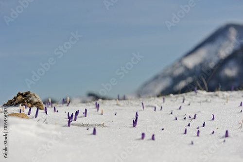 Frühlingsblumen im Schnee