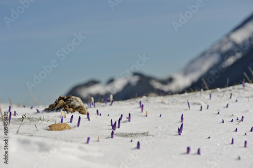 Frühlingsblumen im Schnee
