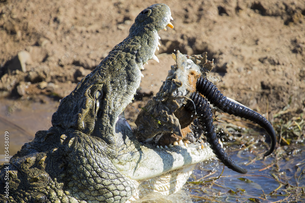Naklejka premium Big crocodile eats the head of springbok with horns