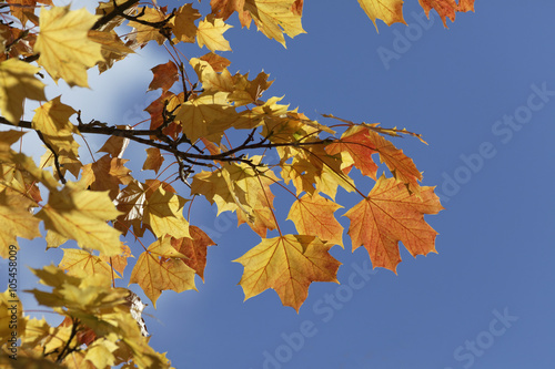 Acer platanoides, Norway maple in autumn, Germany, Europe