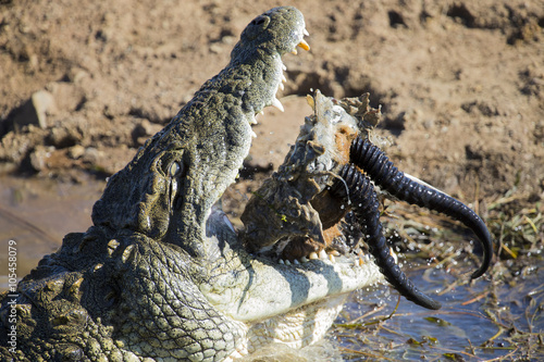 Big crocodile eats the head of springbok with horns