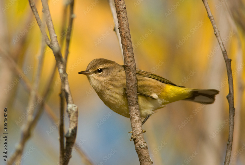 Obraz premium Palm Warbler
