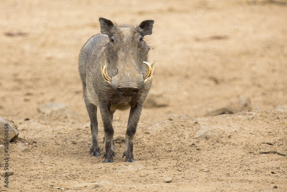 Fototapeta premium Single old Warthog walking to waterhole to drink