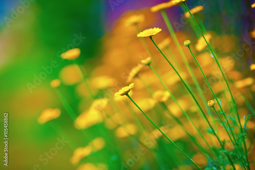 Bright yellow spring flowers. Soft focus effect. Shallow depth of field. Selective focus.