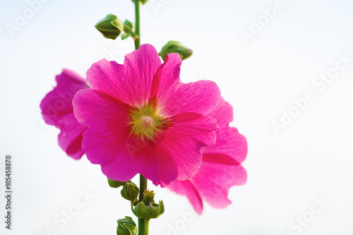 Pink hollyhock flowers in garden. Mallow flowers. Shallow depth of field. Selective focus.