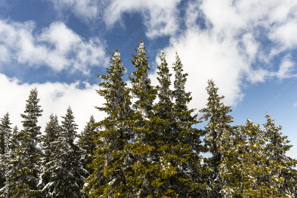 Snow covered pine trees in a sunny day Snow covered pine trees in a sunny day