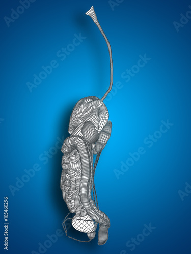 Conceptual anatomical human or man 3D digestive system