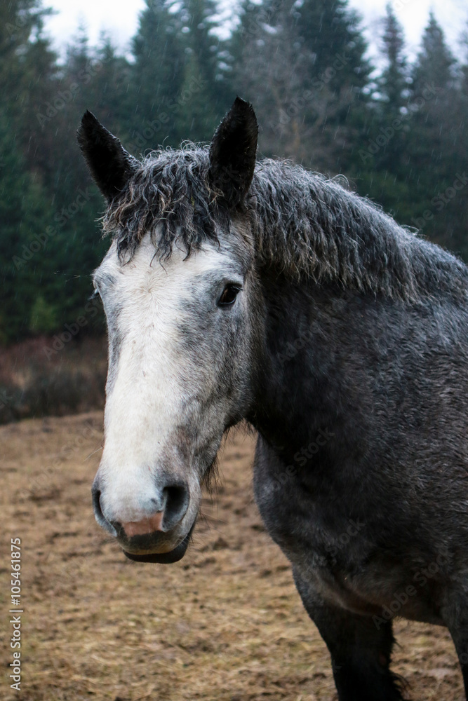 Fototapeta premium Koń Bieszczady