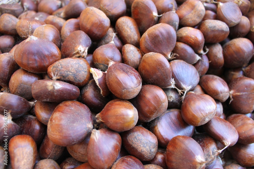 Chestnuts edible raw big harvest on a table Chestnuts edible raw big harvest on a table