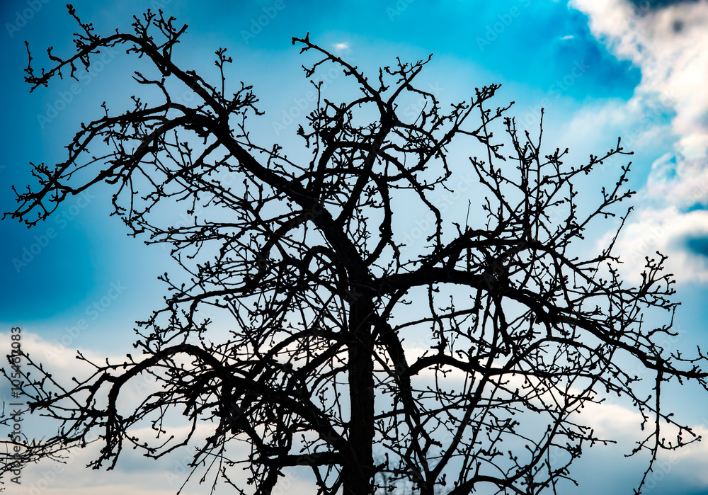 tree without leaves on a sunny day 