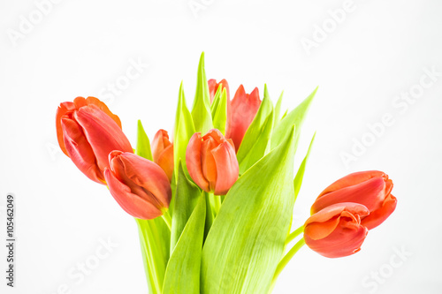 Rote Tulpen