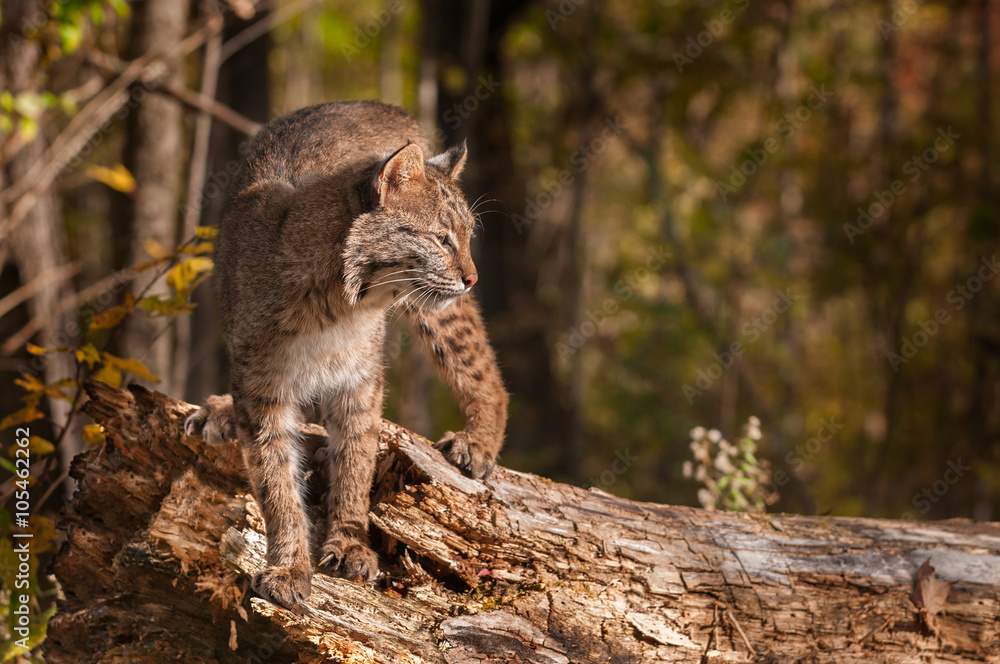 Fototapeta premium Bobcat (Lynx rufus) Turned Right