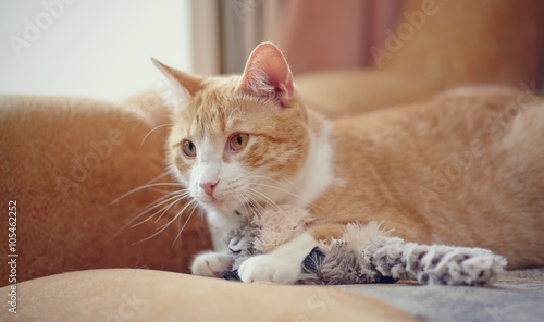 Portrait of a striped cat of a red color with a toy.