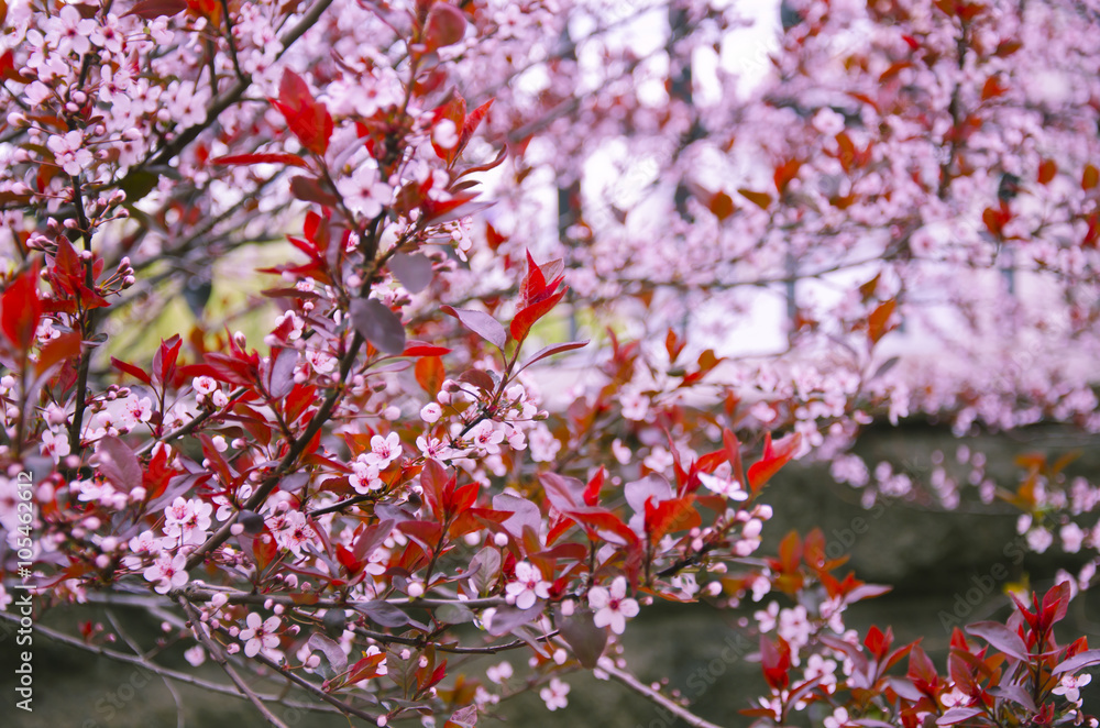 Fototapeta premium First cherry-tree flowers as a bright pink floral background (shallow DOF)