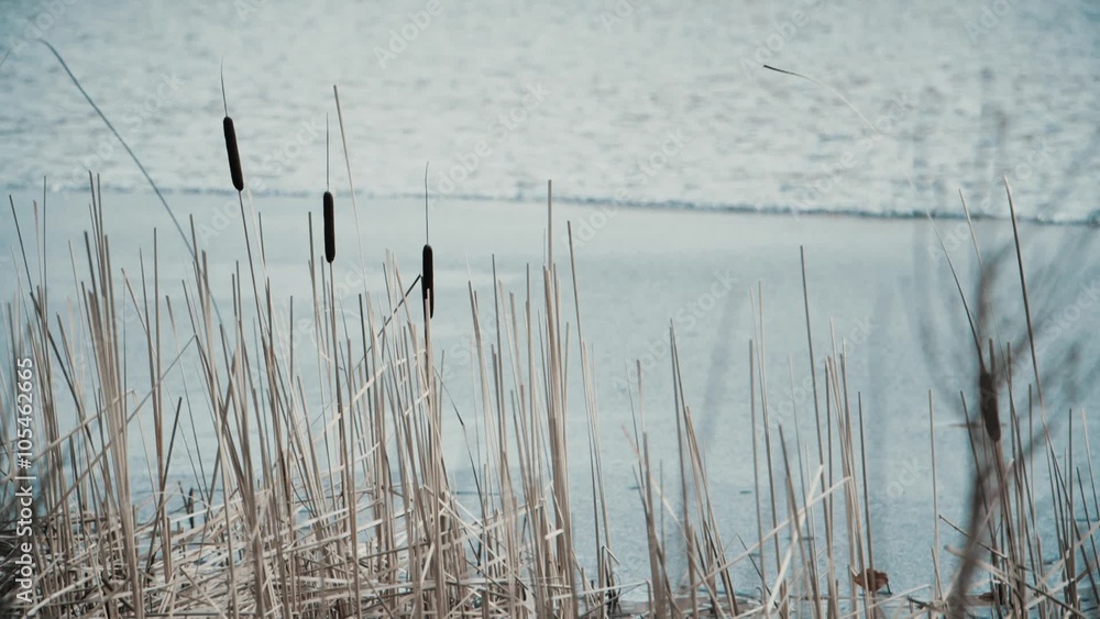 Reed on a lake on a sunny spring day Reed on a lake on a sunny spring day