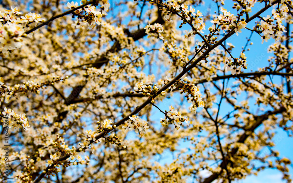 tree blossom and deep blue sky tree blossom and deep blue sky