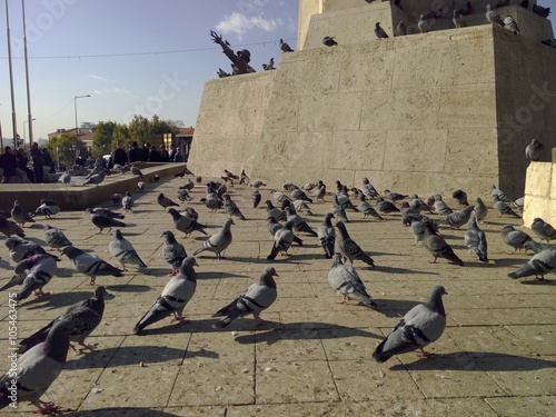 Birbirine bakan pigeons/Pigeons looking each other photo