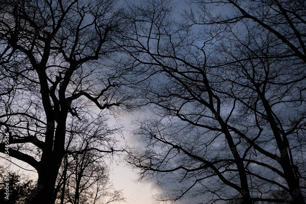 Eerie Trees with spooky and ominous atmosphere Eerie Trees with spooky and ominous atmosphere
