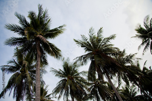 palm trees with coconuts