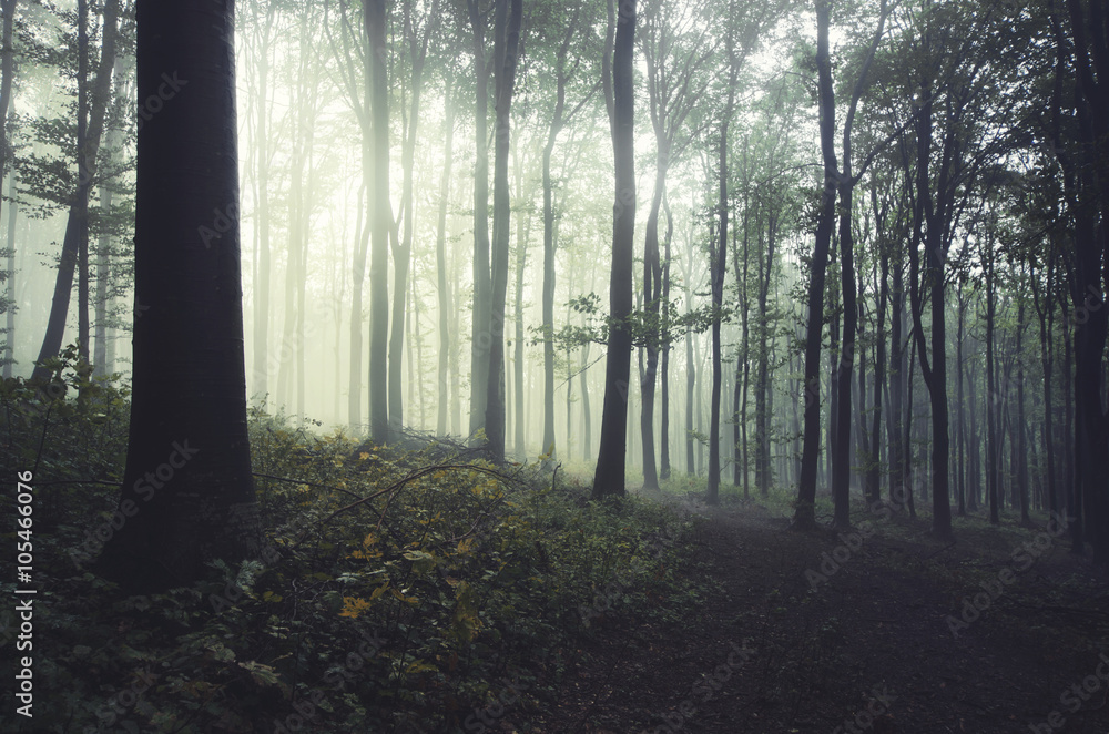 Fototapeta premium sunlight in misty forest