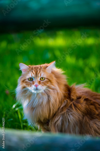 red siberian cat on green gras