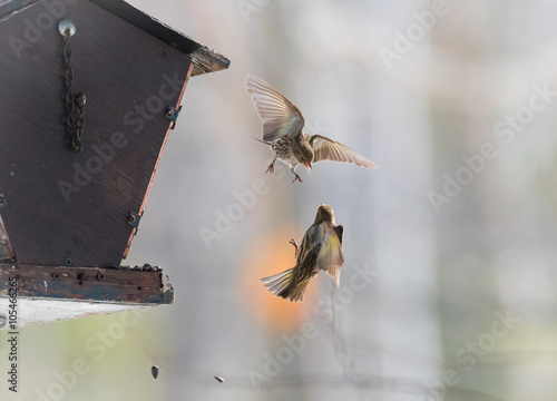 Tela Aerial combat, Pine Siskin finches (Carduelis pinus) in spring, competing for space & food at a feeder in a wooded Northern Ontario area, take their scuffle to the air
