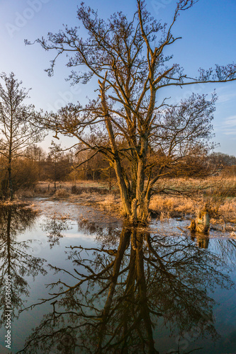 Baum / Landschaft spiegelt sich im Wasser