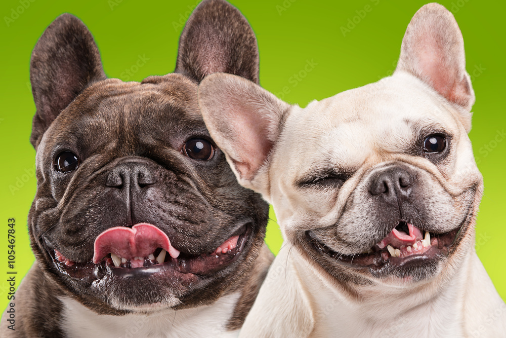 Fototapeta premium French bulldogs isolated over green background