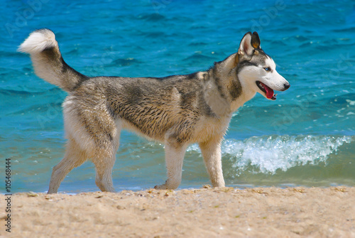 Husky dog walking at the beach of the sea