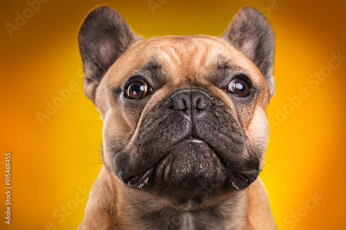 Fototapeta Naklejka Na Ścianę i Meble -  French bulldog isolated over orange background