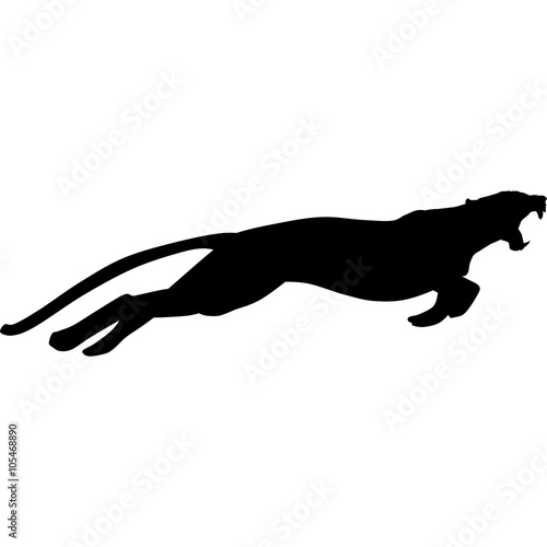puma with huge tusks
